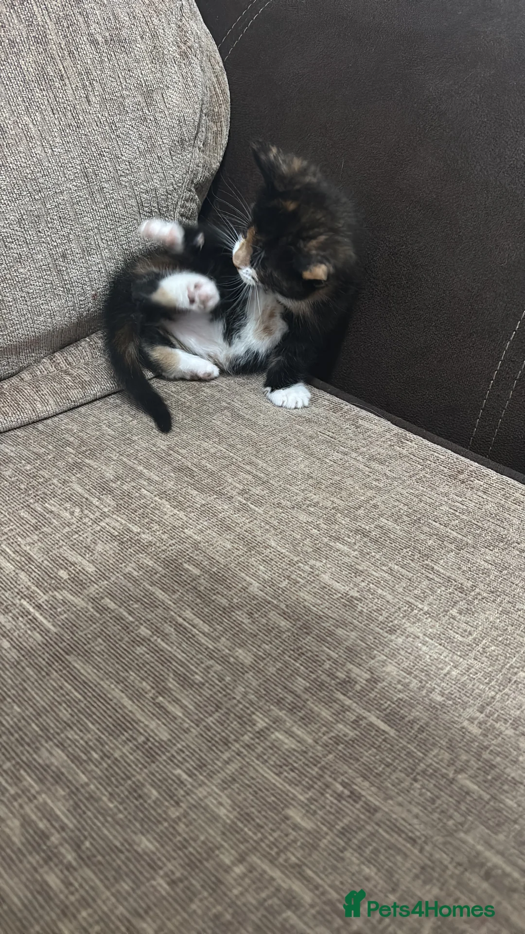 Burmilla cats for sale: Kittens - Advert 10