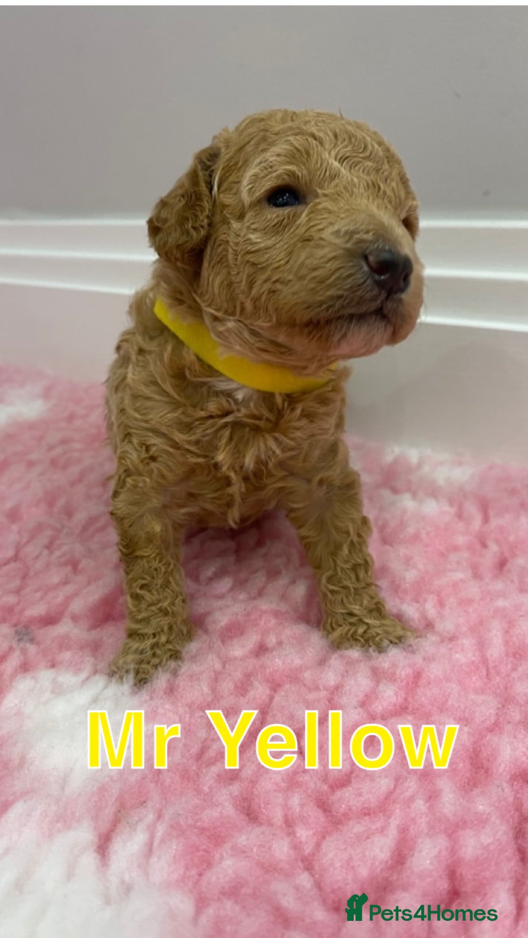 Labradoodle dogs for sale: Multi- Generation Toy/Mini parti Labradoodles   - Advert 29