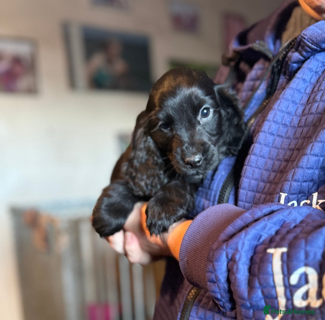 Cocker Spaniel dogs for sale: Cocker spaniel puppies  - Advert 2