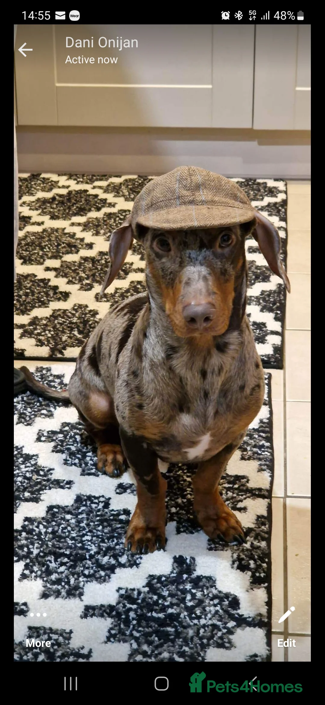 Dachshund dogs for stud: Stud  in Glasgow - Advert 2