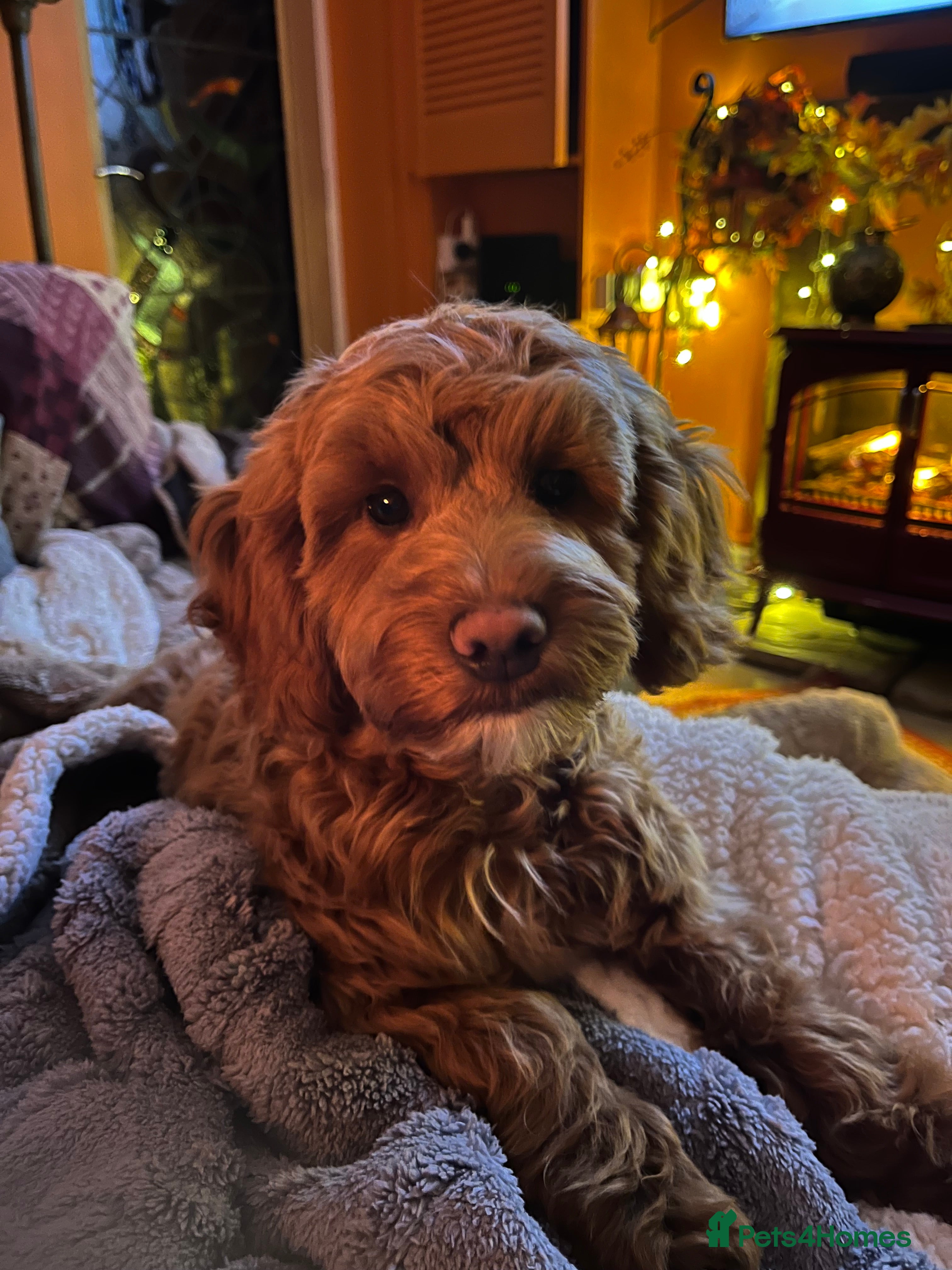 Mixed Breed dogs Cavapoo - Advert 3