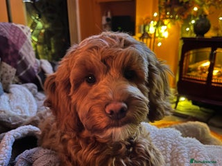 Mixed Breed dogs Cavapoo - Advert 3