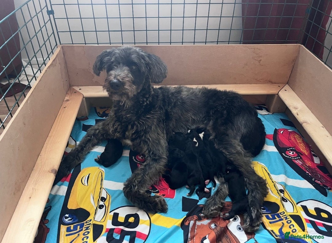 Mixed Breed dogs for sale: border collie cross poodle (bordoodle) - Image 11