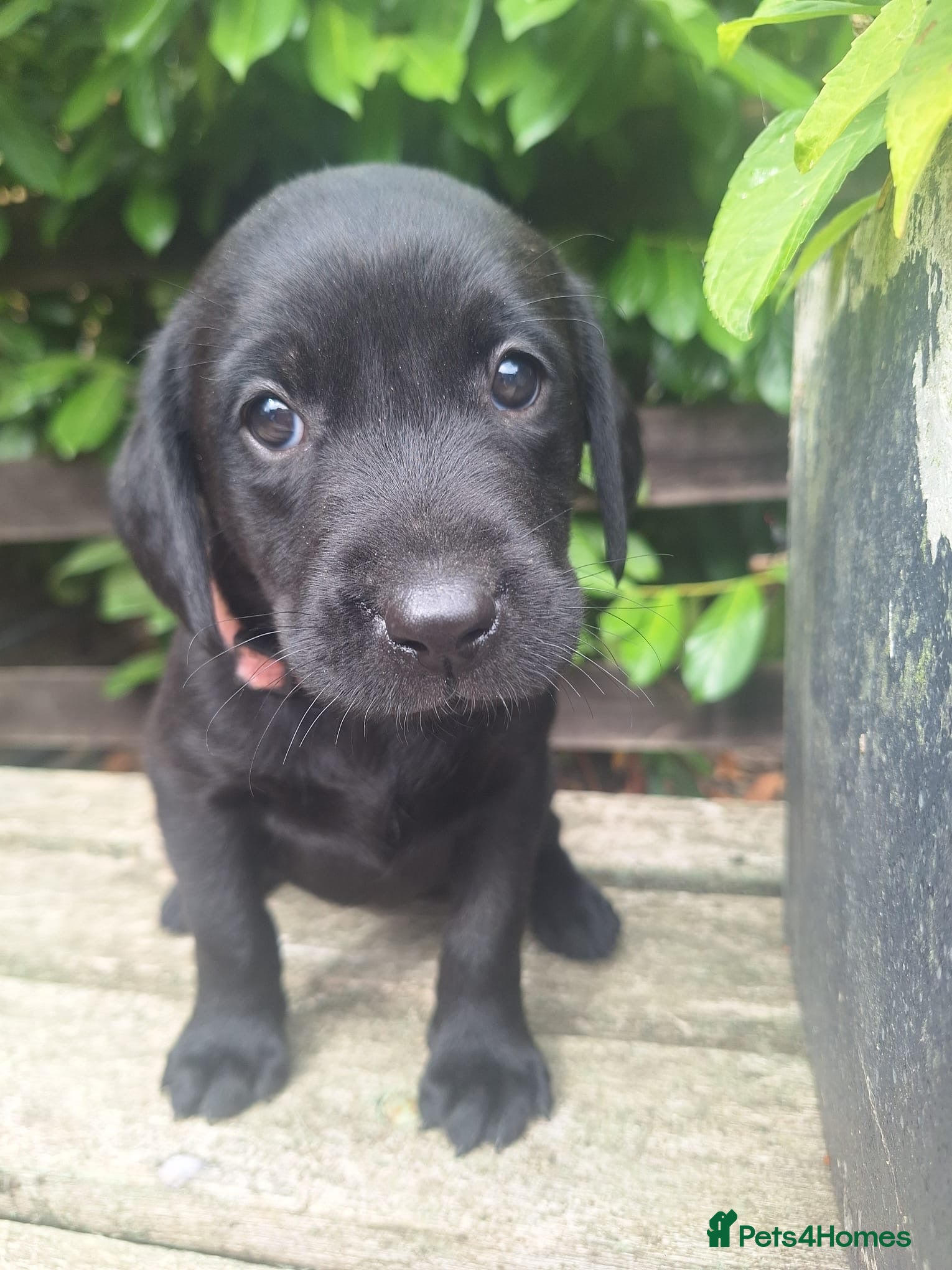 Labrador Retriever dogs Labrador Puppies  - Advert 1