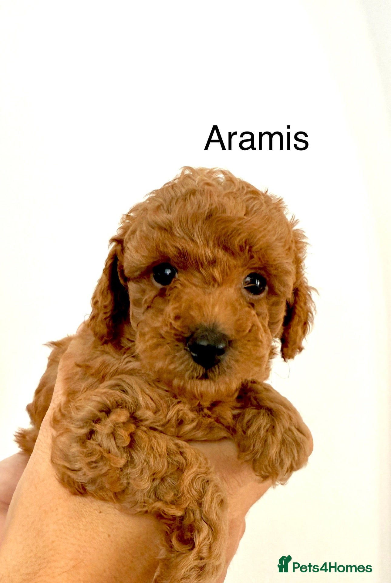 Toy Poodle dogs KC registered/5GEN Pedigree/Champion line/DNAclear - Advert 2