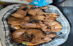 Hungarian Vizsla dogs for sale: Gorgeous Viszla Puppies - Image 5
