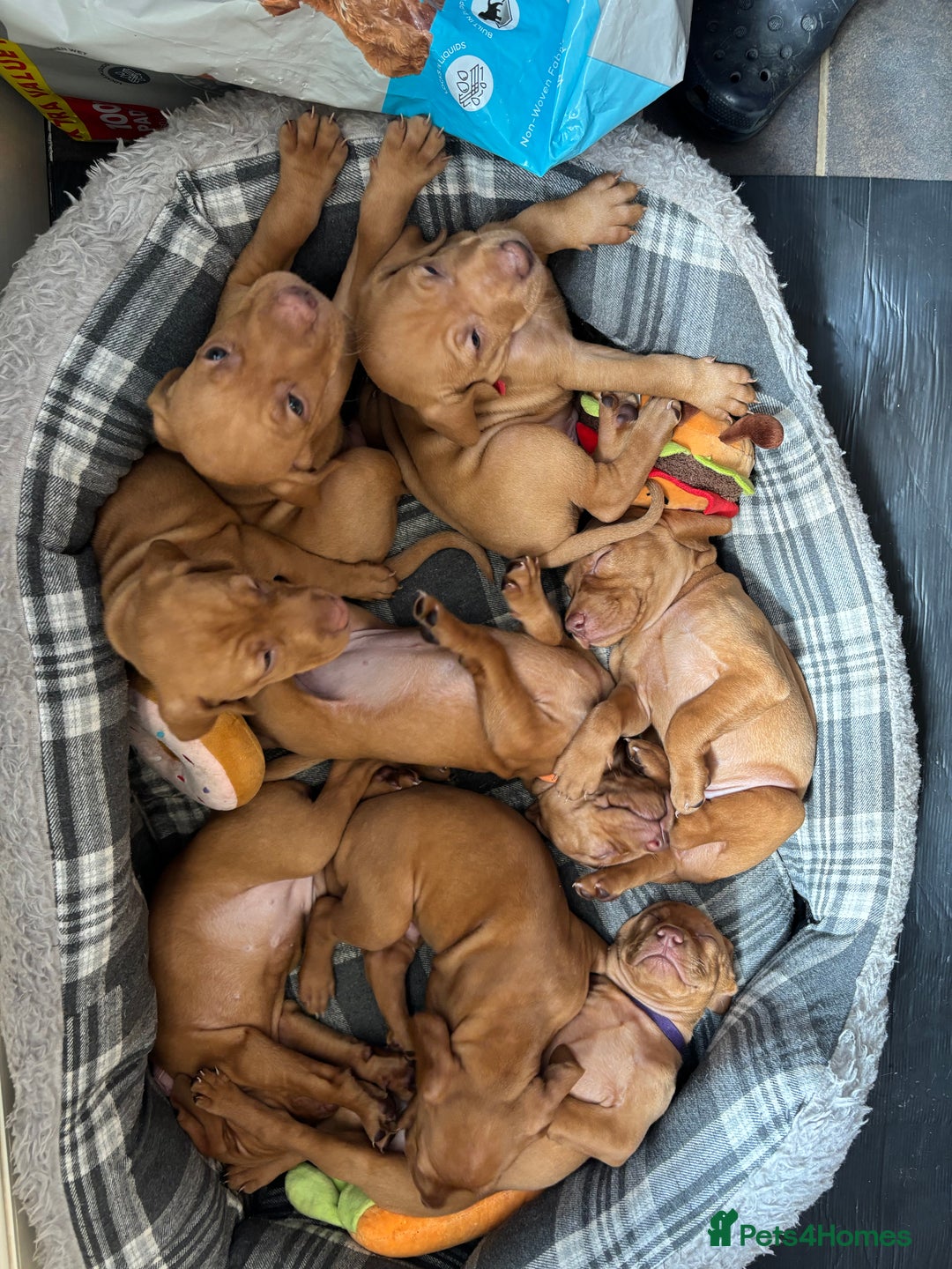 Hungarian Vizsla dogs for sale: Gorgeous Viszla Puppies - Image 5