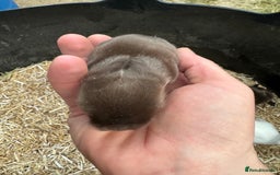 Mini Lop rabbits for sale: MINI LOP BUNNIES / PEDIGREE  - Image 32