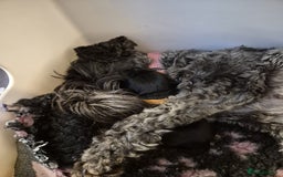 Miniature Schnauzer dogs for sale: 2xBeautiful kc reg mac/eye clr mini schnauzer girl - Image 10