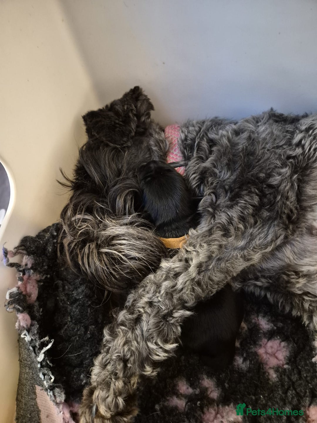 Miniature Schnauzer dogs for sale: 2xBeautiful kc reg mac/eye clr mini schnauzer girl - Image 10