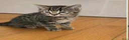 Bengal cats for sale: 3 beautiful part bengal male kittens - Advert 6