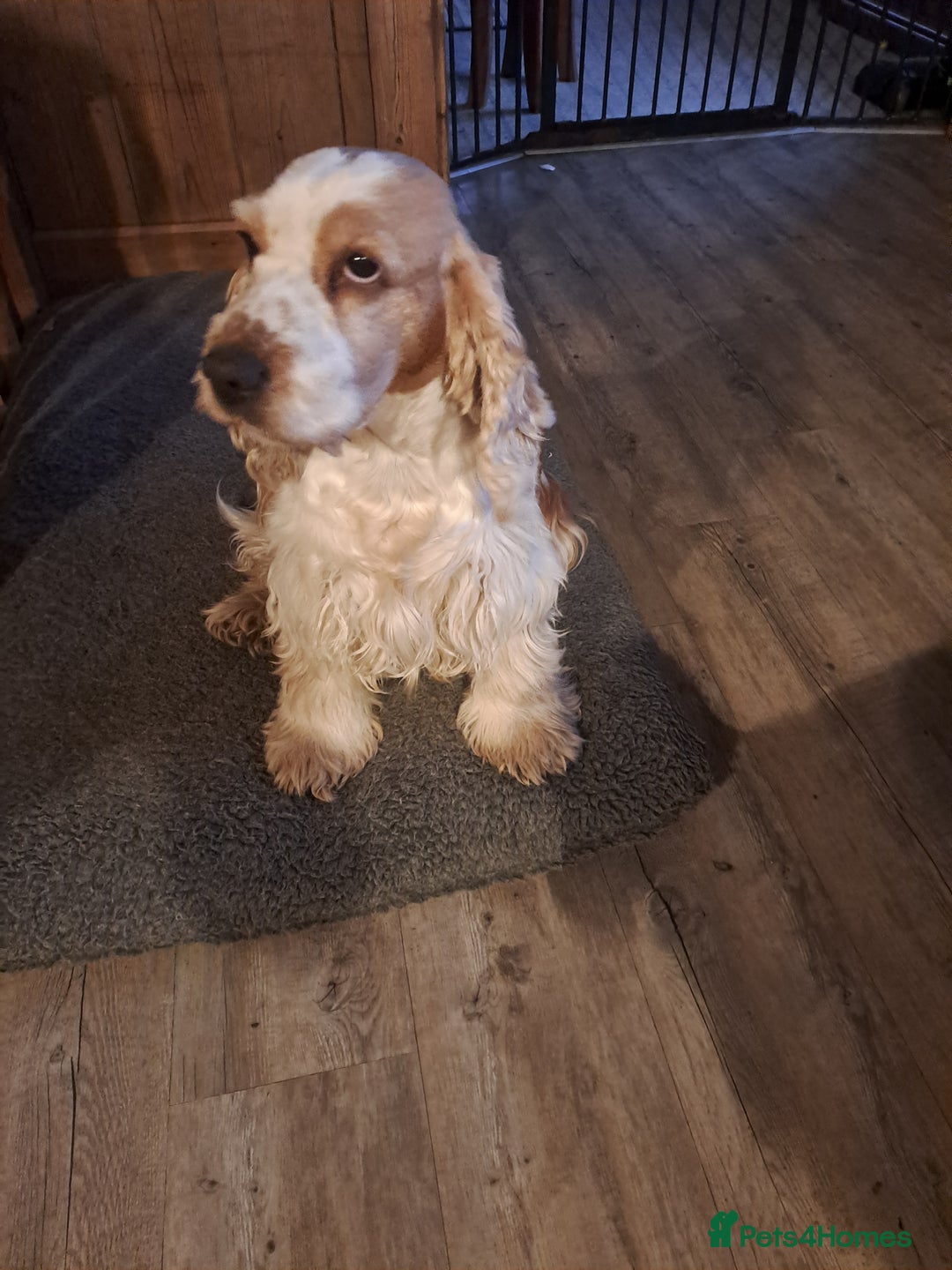 Cocker Spaniel dogs for sale: Cocker Spaniel girl available to loving home - Advert 2
