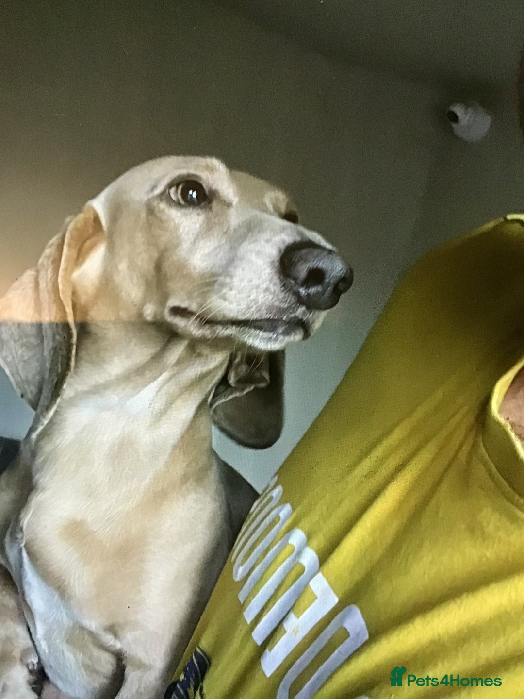 Miniature Dachshund dogs for stud: Cream dachshund  - Advert 1