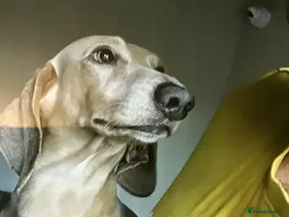 Miniature Dachshund dogs Cream dachshund - Advert 20