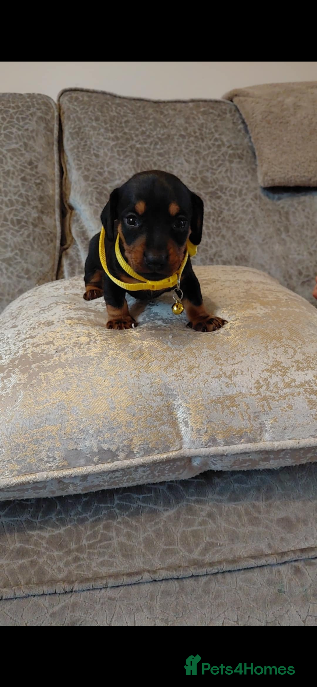 Miniature Dachshund dogs for sale: Ready now miniature dachshunds boy - Image 21