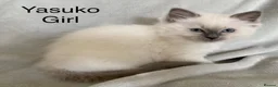 Ragdoll cats for sale: Beautiful GCCF Pedigree Ragdoll Kittens - Advert 6
