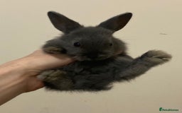 Mini Lion Lop rabbits for sale:  beautiful babies ready on the 18 October  - Image 4