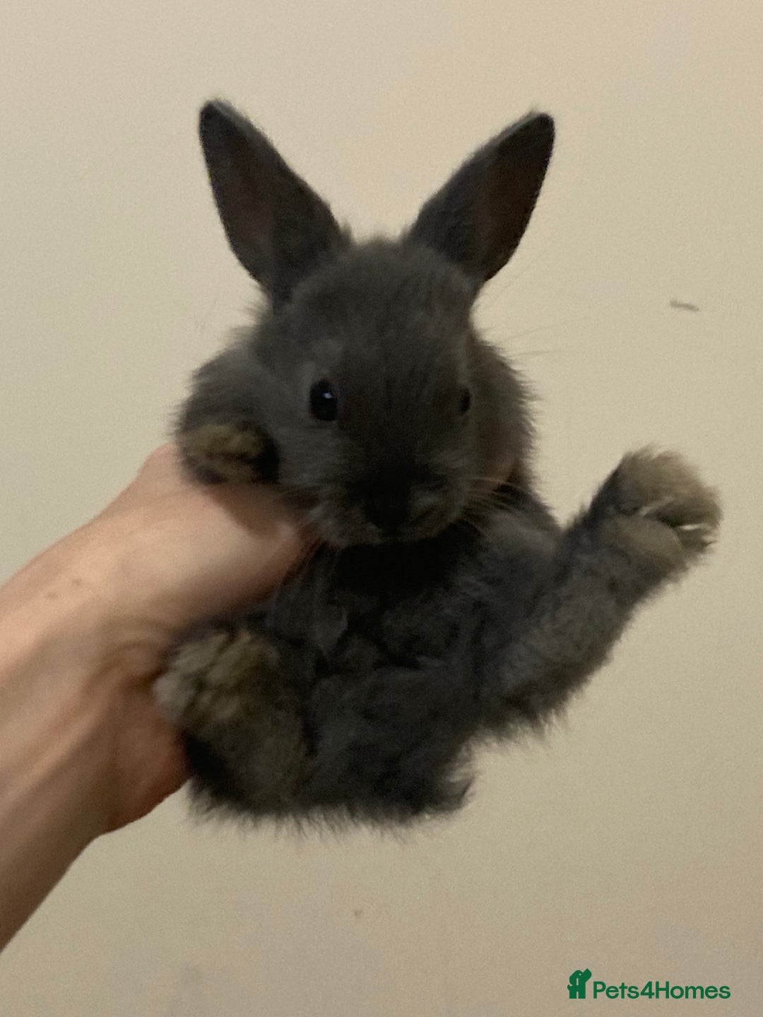 Mini Lion Lop rabbits for sale:  beautiful babies ready on the 18 October  - Image 4