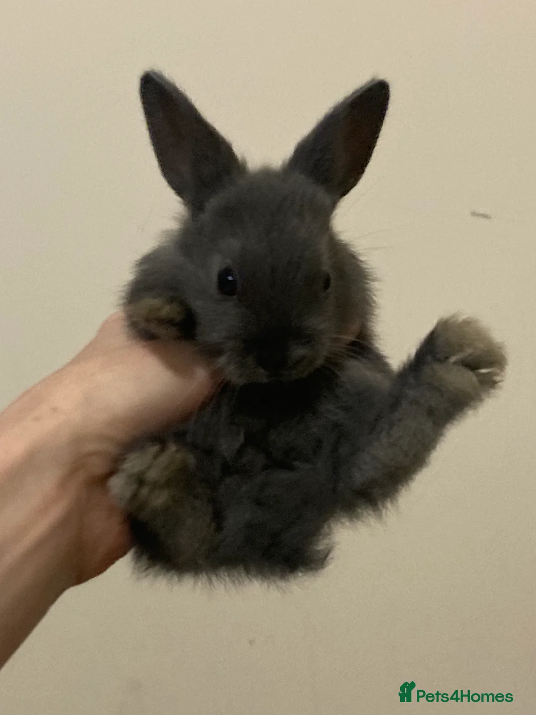 Mini Lion Lop rabbits for sale:  beautiful babies ready on the 18 October  - Advert 4