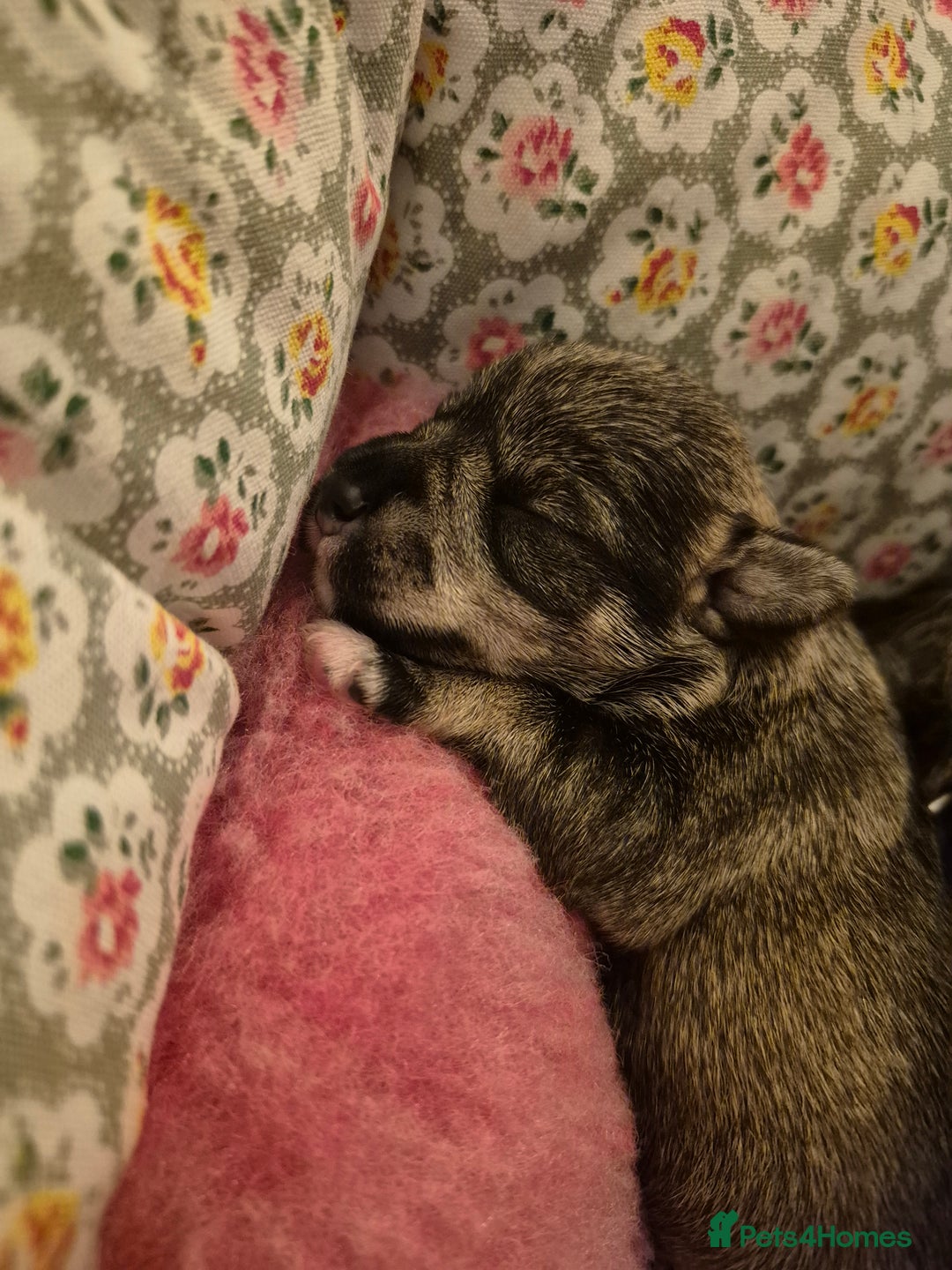 Miniature Schnauzer dogs for sale: Adorable Princess Miniature Shnauzer  - Advert 12