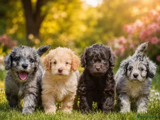 Cockapoo dogs Beautiful puppies - Advert 8