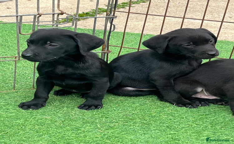 Labrador Retriever dogs - Advert 1