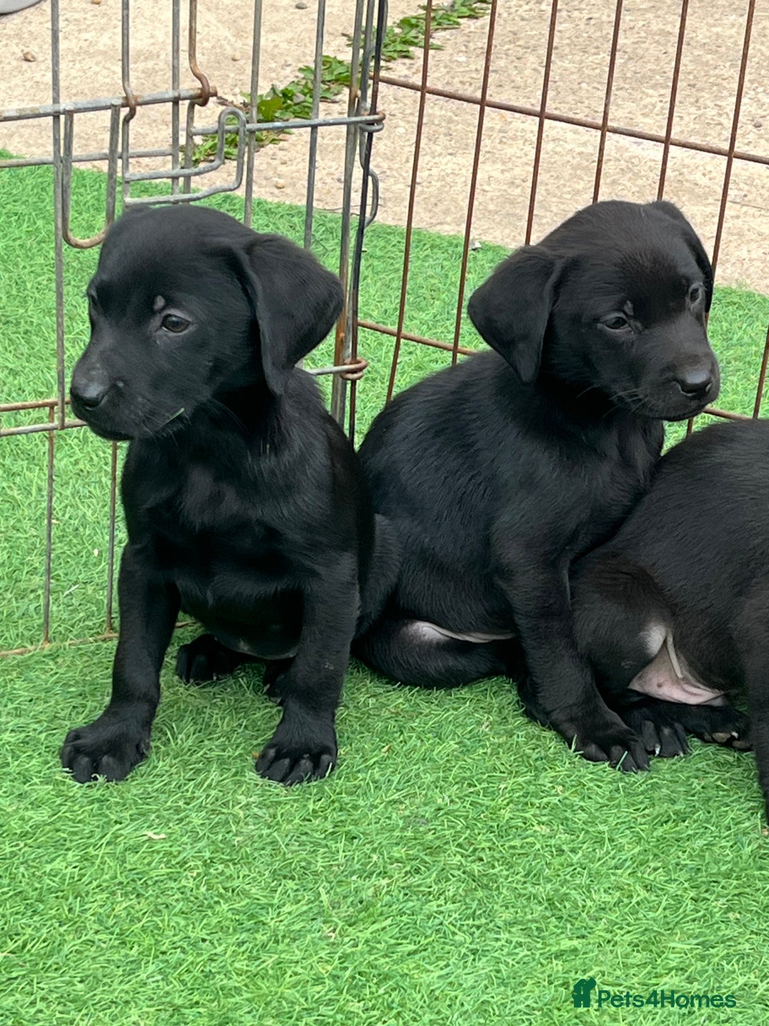 Labrador Retriever dogs for sale: Two black Labrador puppies left  - Image 1