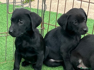 Labrador Retriever dogs - Advert 26
