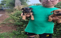 Mixed Breed dogs for sale: 6 stunning lakeland terrier cross pups  - Image 1