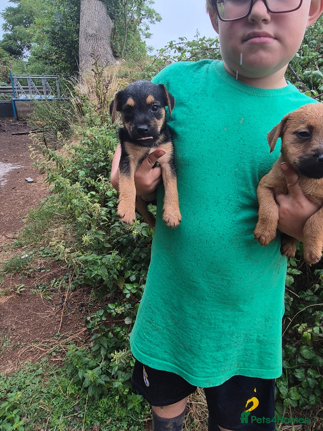 Mixed Breed dogs for sale: 6 stunning lakeland terrier cross pups  - Image 1