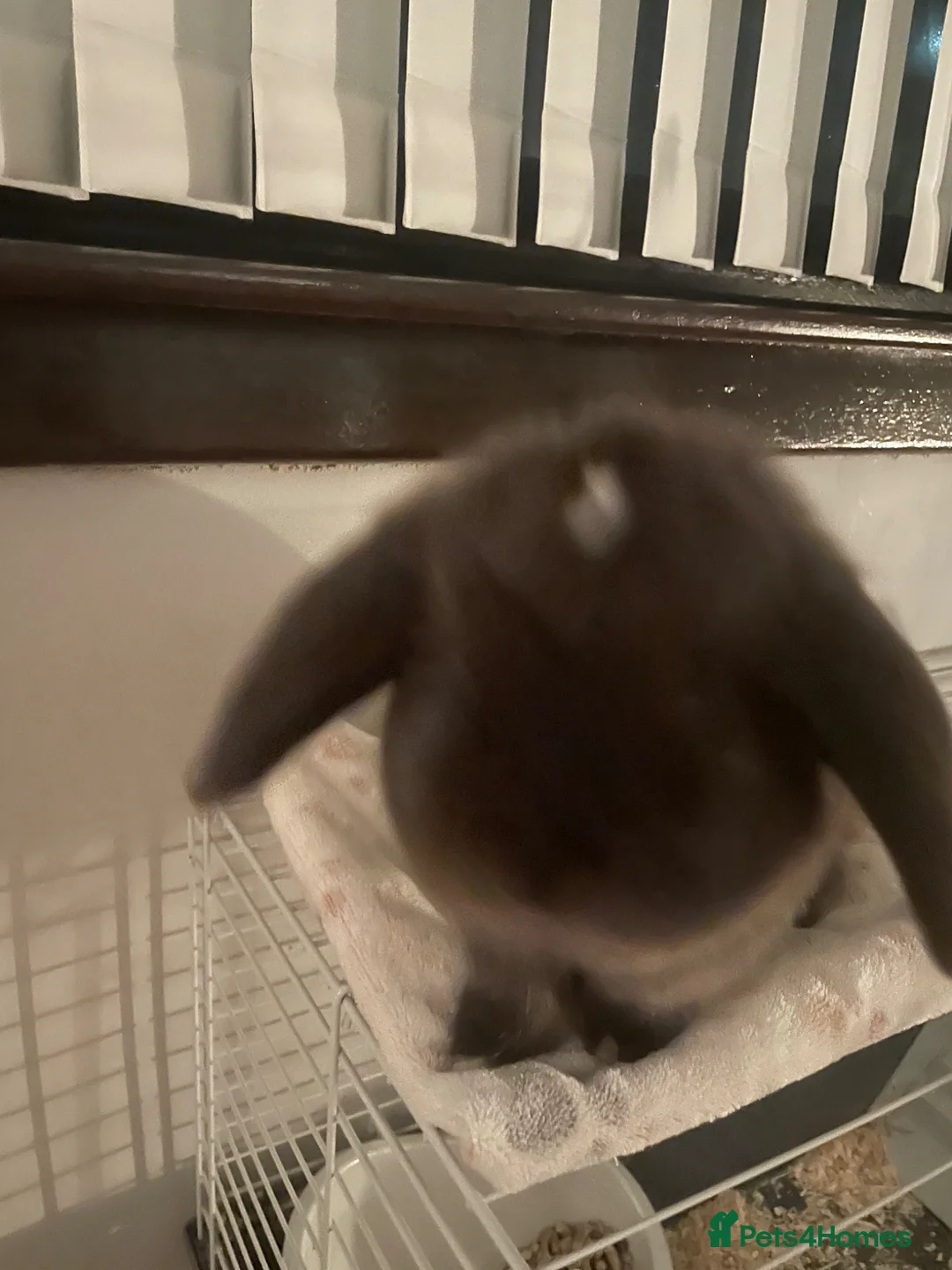 Mini Lop rabbits for sale: 2 mini lop bunnies in Dalkeith - Advert 4