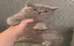 British Shorthair cats for sale: REDUCED!!! Stunning British Short Hair Kittens - Image 16