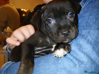 Staffordshire Bull Terrier dogs - Advert 3