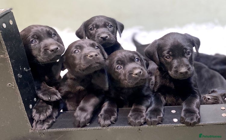 Labrador Retriever dogs - Advert 7