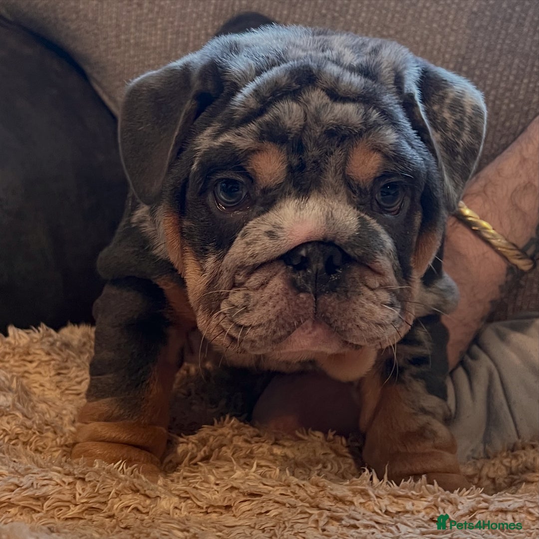 English Bulldog dogs for stud: Blue, Lilac & Tan Merle British Bulldog |STUD ONLY - Advert 10
