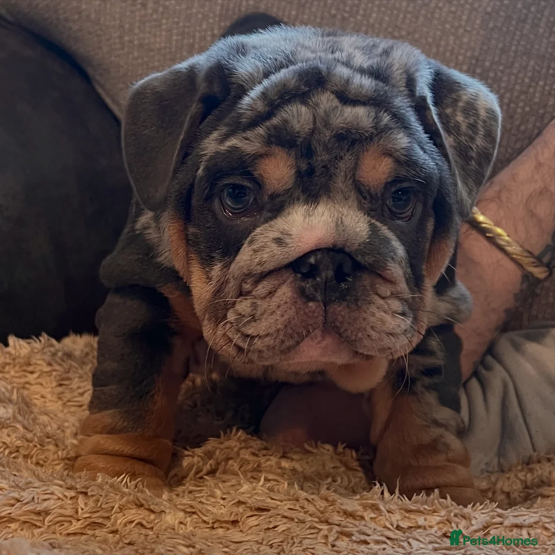 English Bulldog dogs for stud: Blue, Lilac & Tan Merle British Bulldog |STUD ONLY - Advert 12