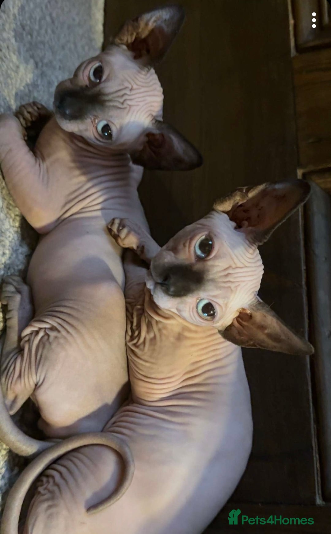 Sphynx cats for sale: Sphynx kittens - Image 2