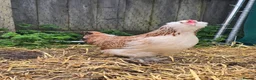 Chickens poultry for sale: Salmon Faverolle Bantam Hens in Newmarket - Advert 3