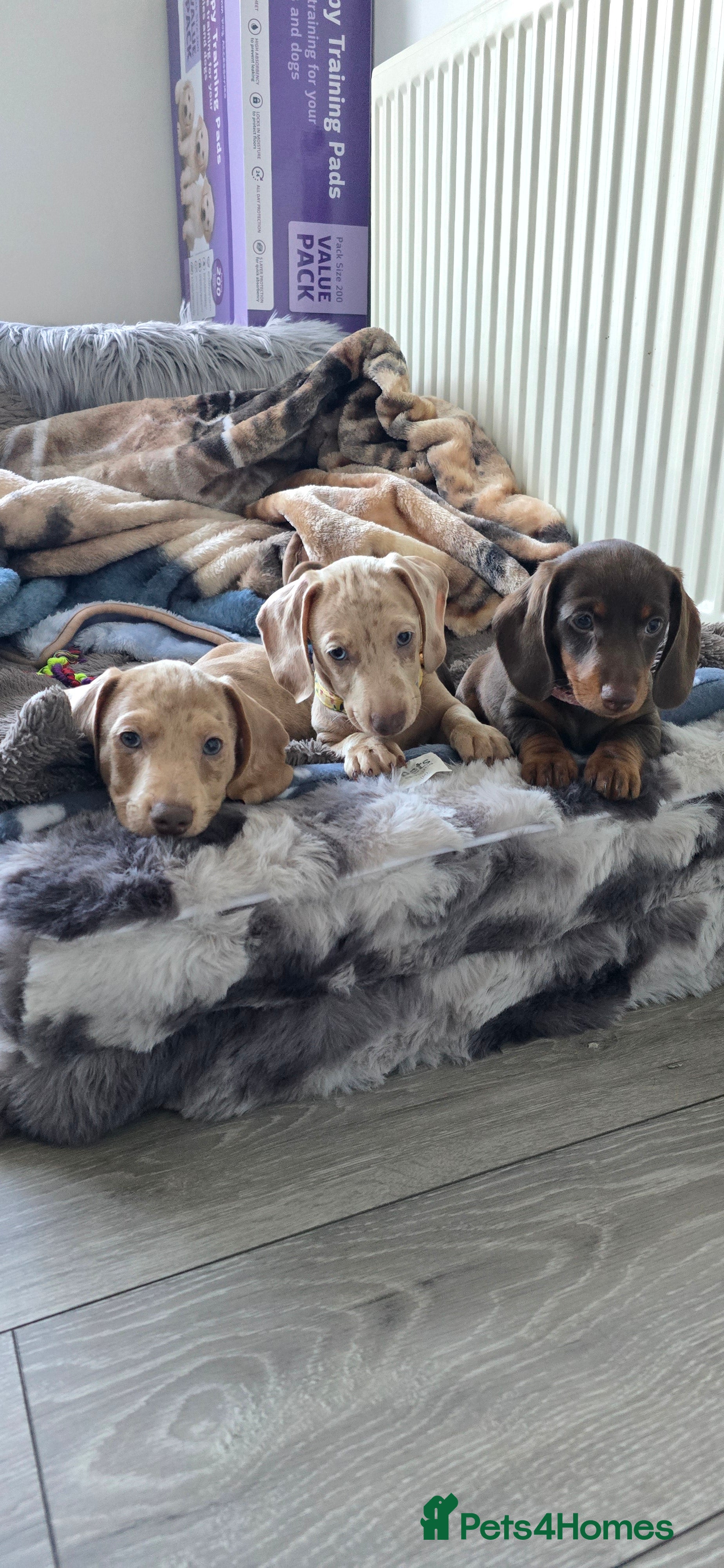 Miniature Dachshund dogs KC registered miniature Dachshund 🐶  - Advert 1
