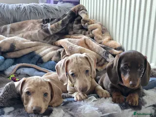 Miniature Dachshund dogs KC registered miniature Dachshund 🐶 - Advert 1