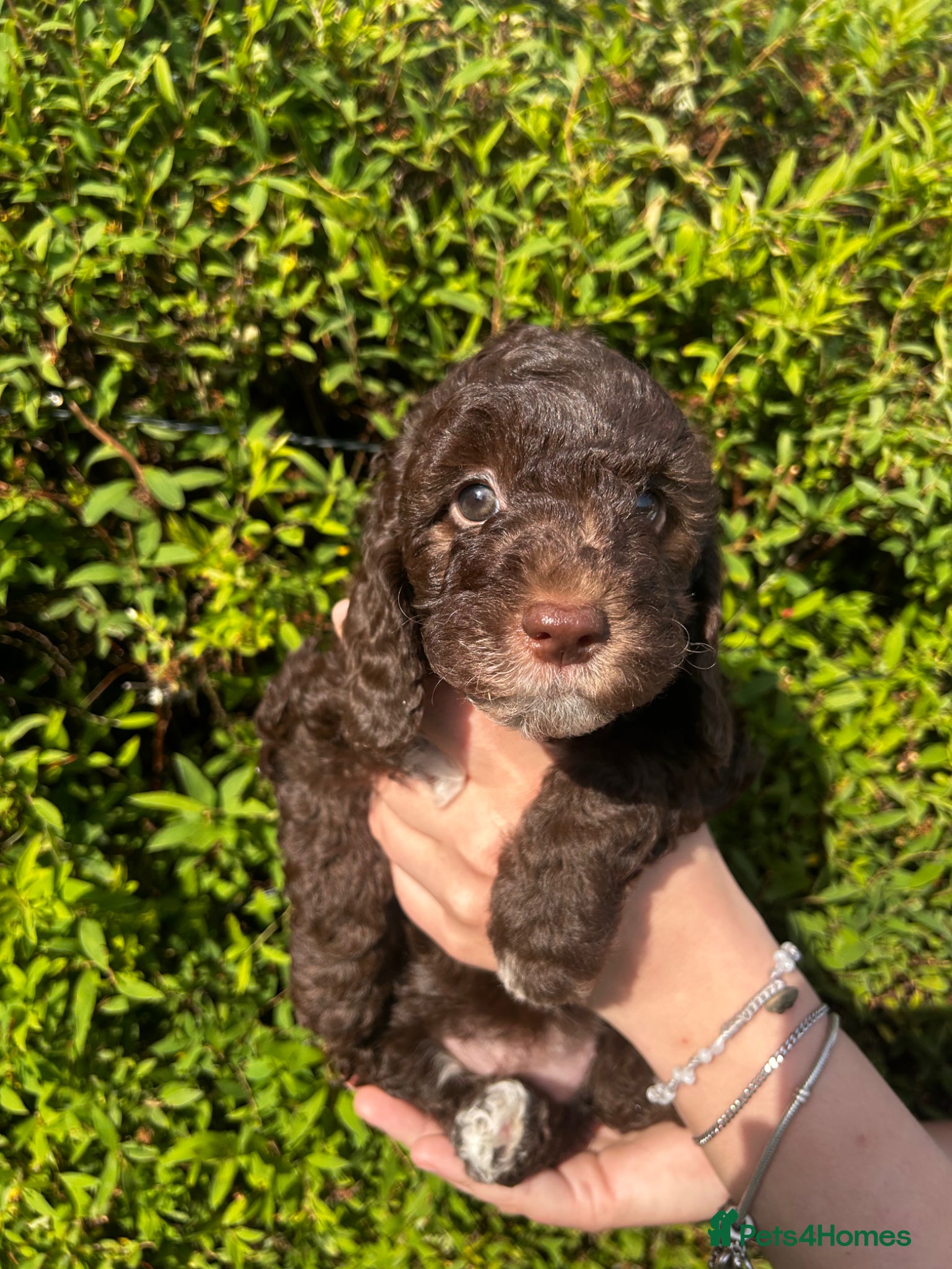 Sproodle dogs for sale: Sproodle puppies  in Accrington - Advert 2