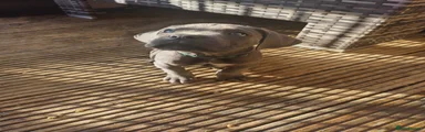 Cane Corso 2