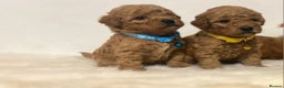 Cavapoo dogs for sale: Double curly coat cavapoo pups - Advert 1
