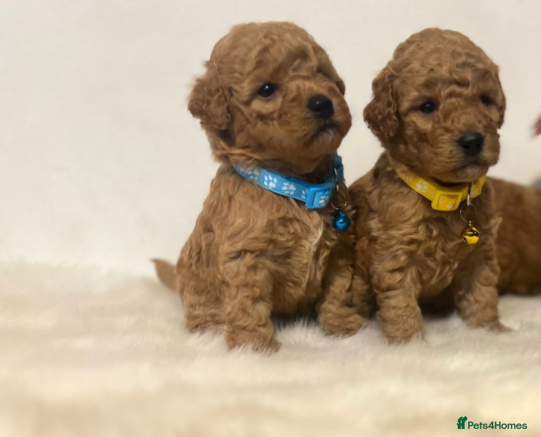 Cavapoo dogs for sale: Double curly coat cavapoo pups - Advert 1