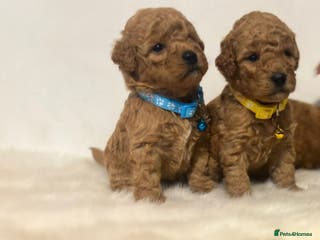 Cavapoo dogs Double curly coat cavapoo pups - Advert 5