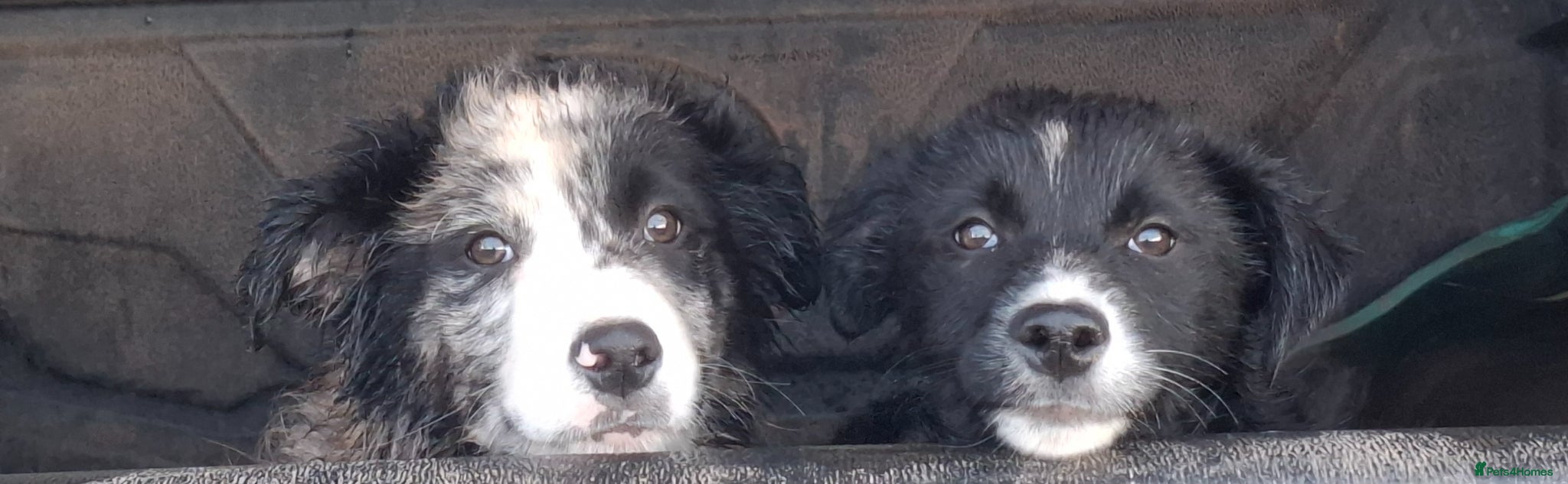 Border Collie dogs Border Collie pups - Advert 6