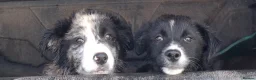 Border Collie dogs for sale: Border Collie pups in Abergavenny - Advert 1