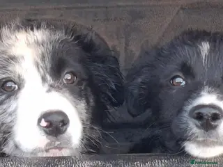 Border Collie dogs Border Collie pups - Advert 16