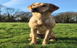 Mixed Breed dogs for sale: Whippet X Labrador Pups ~ Lurchers - Image 1