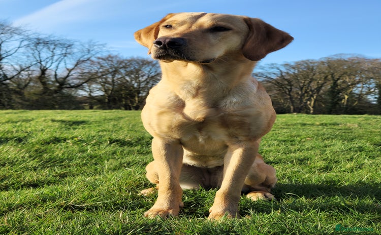 Mixed Breed dogs - Advert 4